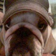 Engelsk bulldog baloo