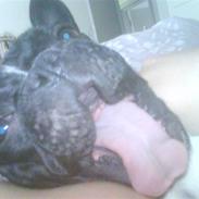 Fransk bulldog Butch
