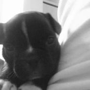 Fransk bulldog Butch