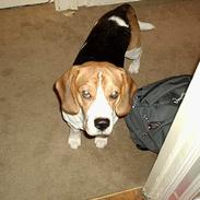 Beagle *Victor<3*