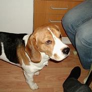 Beagle *Victor<3*