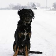 Blanding af racer Ally