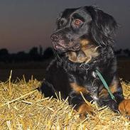 Blanding af racer Ally