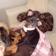 Dvaergpinscher Baby Neela *Kiwa*