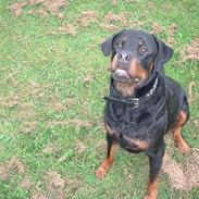 Rottweiler Basse