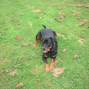 Rottweiler Basse