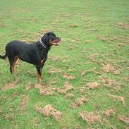 Rottweiler Basse