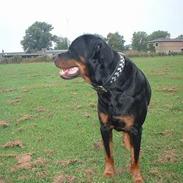 Rottweiler Basse