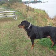 Rottweiler Basse