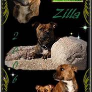 Staffordshire bull terrier Jeanty´s staff Zilla