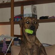 Blanding af racer Kodo