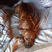 Blanding af racer Kodo