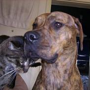 Blanding af racer Kodo