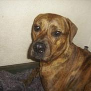 Blanding af racer Kodo