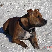 Staffordshire bull terrier Jeanty´s staff Zilla