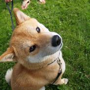 Shiba Coco