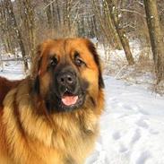 Leonberger SIMBA