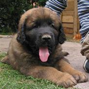 Leonberger SIMBA