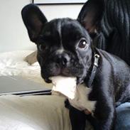 Fransk bulldog Butch