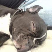 Fransk bulldog Butch