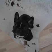 Fransk bulldog Karla