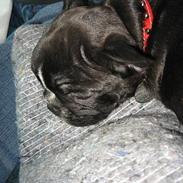 Fransk bulldog Karla