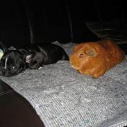 Fransk bulldog Karla