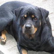 Rottweiler Nikki *R.I.P.*