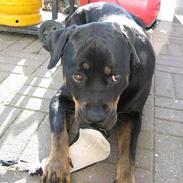 Rottweiler Nikki *R.I.P.*