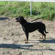 Rottweiler Nikki *R.I.P.*