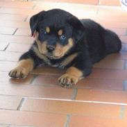 Rottweiler Nikki *R.I.P.*