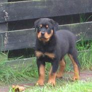 Rottweiler Nikki *R.I.P.*