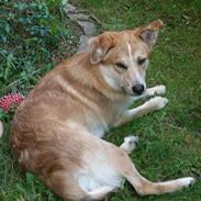 Blanding af racer Baloo