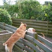 Blanding af racer Baloo