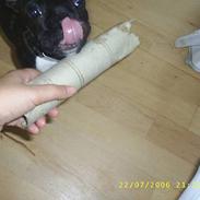 Fransk bulldog Rocky - R.I.P :'( <3