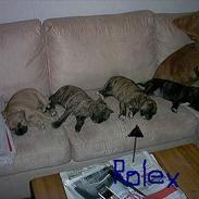 Amerikansk staffordshire terrier Rolex