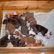 Amerikansk staffordshire terrier Zako *død*