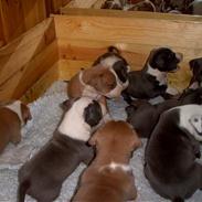 Amerikansk staffordshire terrier Zako *død*