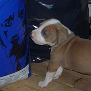 Amerikansk staffordshire terrier Zako *død*