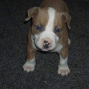 Amerikansk staffordshire terrier Zako *død*