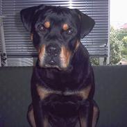 Rottweiler Rocky