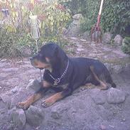 Rottweiler Rocky