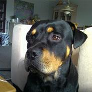 Rottweiler Rocky