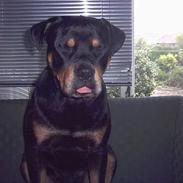 Rottweiler Rocky