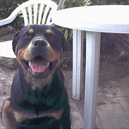 Rottweiler Rocky