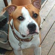 Amerikansk staffordshire terrier kenzo