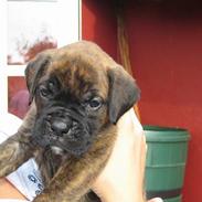 Boxer Tiger