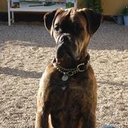Boxer Tiger
