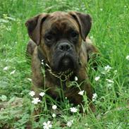 Boxer Tiger