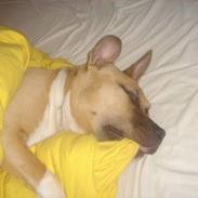 Amerikansk staffordshire terrier DK STAFF Get A Grib 